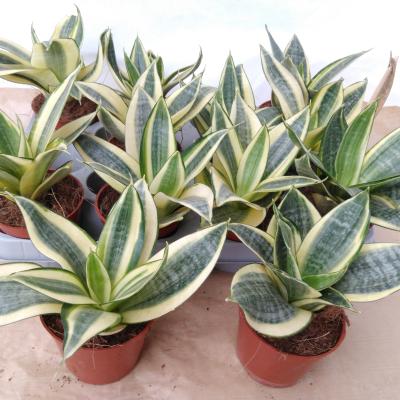 Sansevieria trifa. 'Golden Hahnii'
