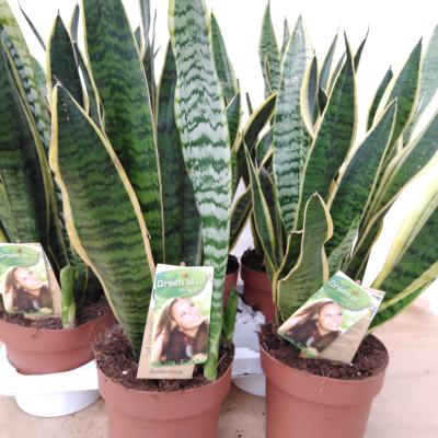 Sansevieria trifa. 'Laurentii'