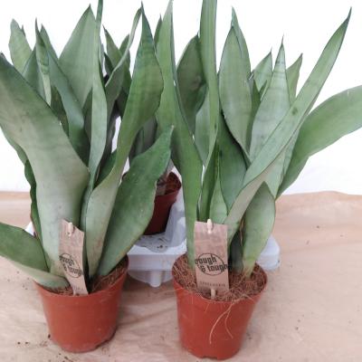 Sansevieria trifa. 'Moonshine'
