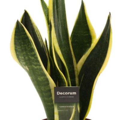 Sanseviera trif. Night Shade