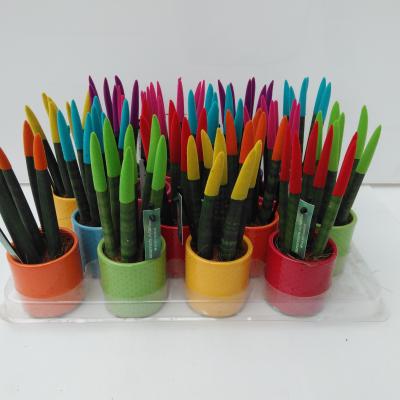 Sansevieria VELVET TOUCHZ mix met dots keramiek