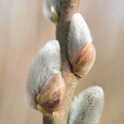Salix viminalis - Osiers