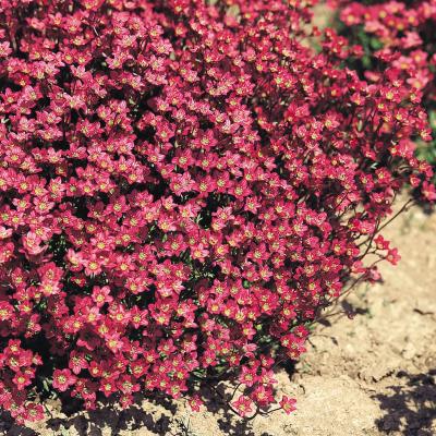 Saxifraga (A) 'Purpurteppich rood - rouge'