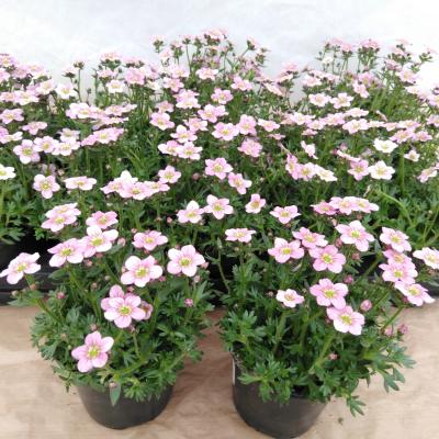 Saxifraga (A) 'Roseteppich roze - rose'