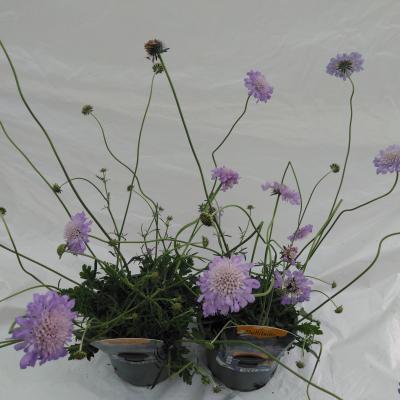 Scabiosa columbaria 'Butterfly Blue'