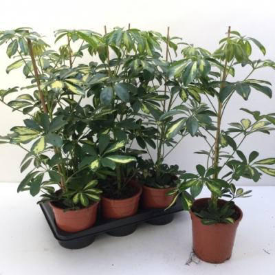 Schefflera arb. 'Compacta'