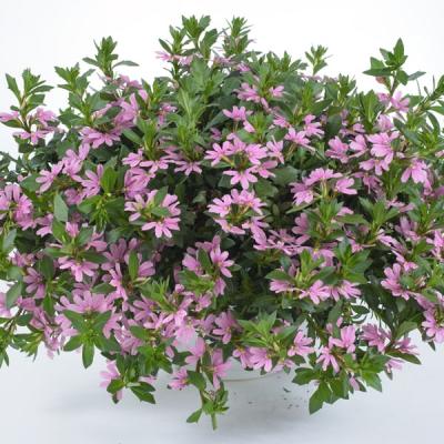 Scaevola aem. 'Whirlwind Pink'  roze