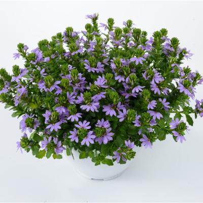 Scaevola aem. 'Whirlwind Trailing Blue'    blauw - bleu