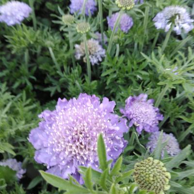 Scabiosa col. 'Mariposa Blue'