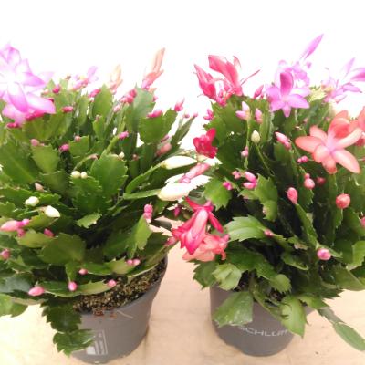 Schlumbergera mixpot groot
