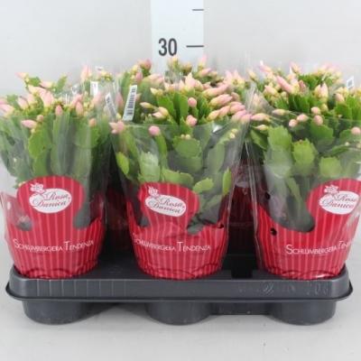Schlumbergera 'Danica'  - roze/rose