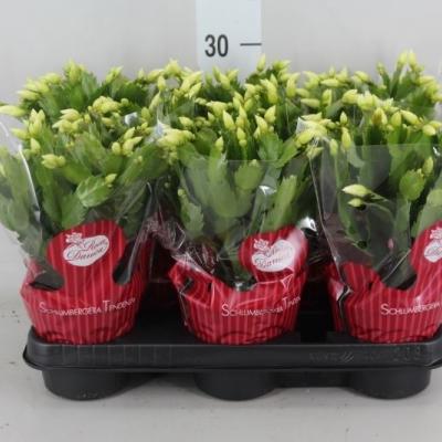 Schlumbergera 'Danica'  - wit/blanc
