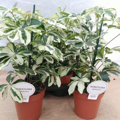 Schefflera arbor. 'Charlotte'