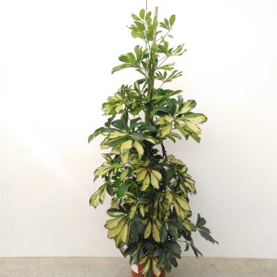 Schefflera arbor. 'Dalton'