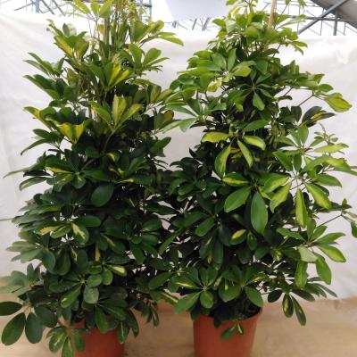 Schefflera arbor. 'Gerda'