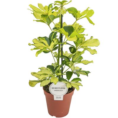 Schefflera arbor. 'Melanie' .