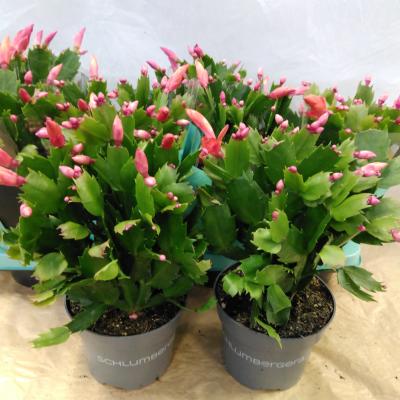 Schlumbergera Orange