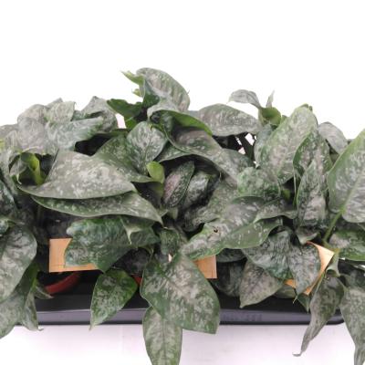 Schismatoglottis scortechinii