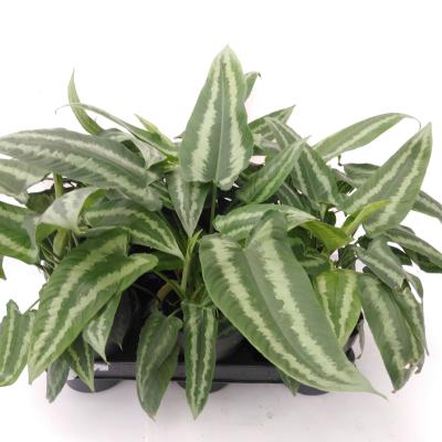 Schismatoglottis wallichii