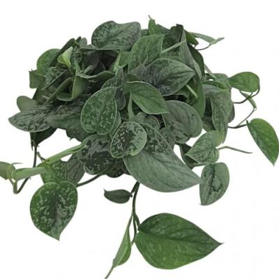 Scindapsus 'Silvery Ann'