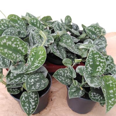 Scindapsus pictus 'Argyraeus' .