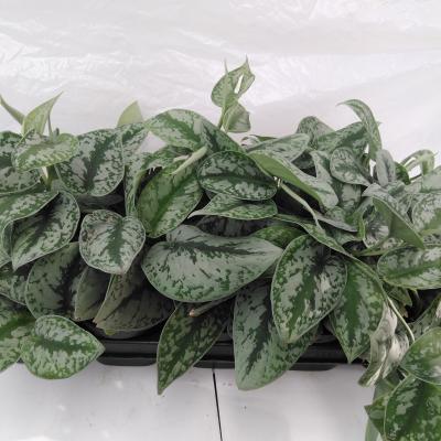 Scindapsus pictus 'Trebie'