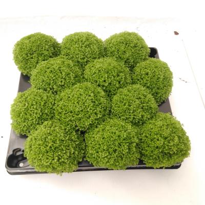 Selaginella apoda Selaginella apoda