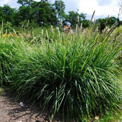 Sesleria autumnalis