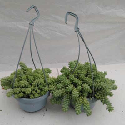 Sedum burrito