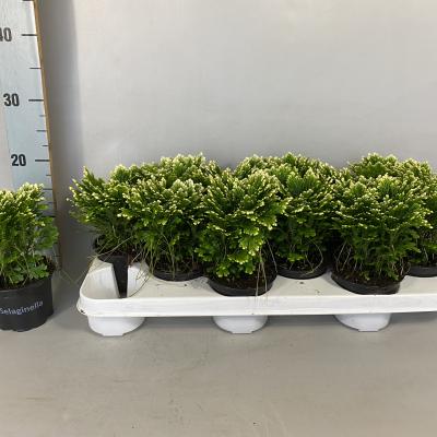 Selaginella martensii 'Jori'