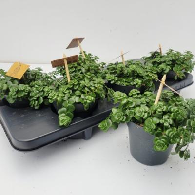 Sedum makinoides 'Kosmosje'