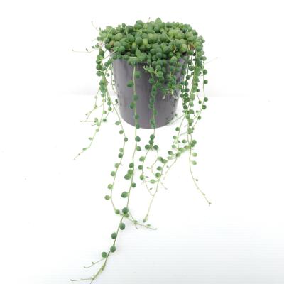 Senecio rowleyanus - Erwtenplant