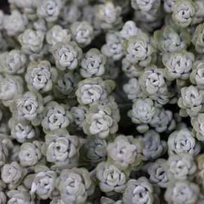 Sedum Cape Blanco