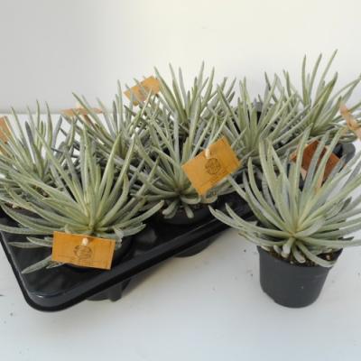 Senecio scaposus 'Snow Peaks'