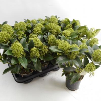 Skimmia japon. 'Fragrant Cloud'   