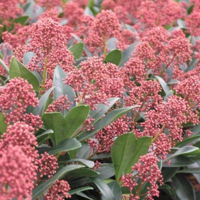 Skimmia japonica Mix