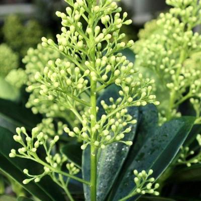 Skimmia jap. 'Finchy'®