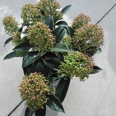 Skimmia jap. 'Marlot'