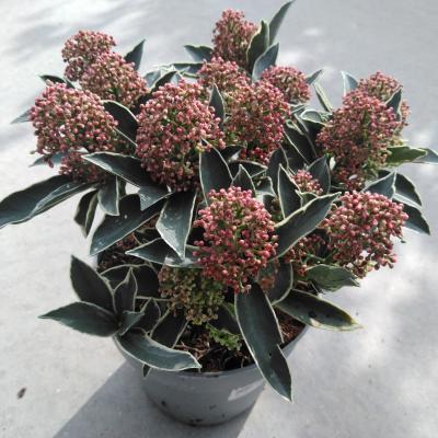 Skimmia jap. 'Mystic Marlot'®