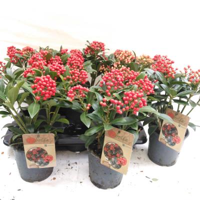 Skimmia jap. 'Pabella'