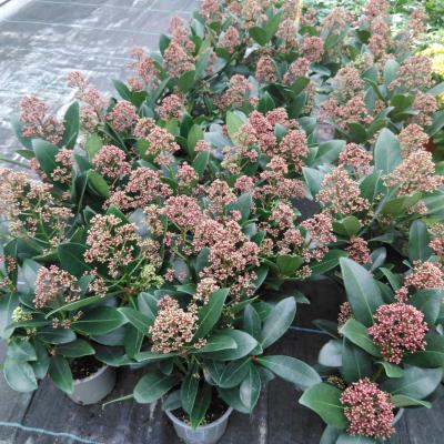 Skimmia jap. 'Rubella'