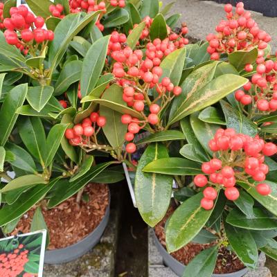 Skimmia jap. 'Temptation'