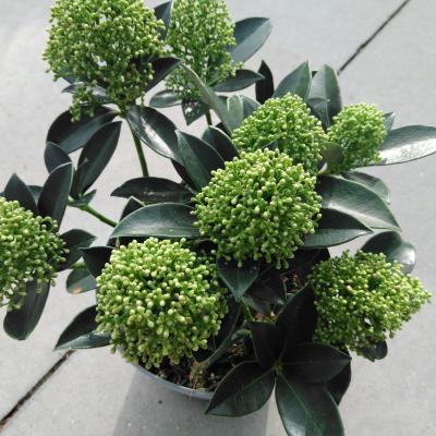 Skimmia jap. 'White Dwarf'®