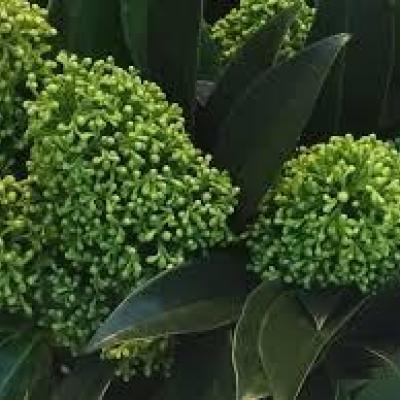 Skimmia jap. 'White Globe'