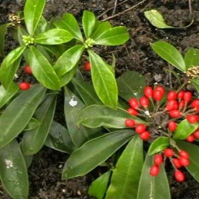 Skimmia reevesiana