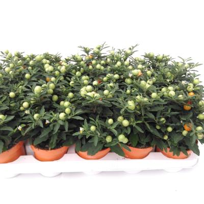 Solanum Pseudocapsicum