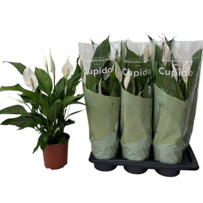 Spathiphyllum 'Bingo Cupido' - Air So Pure