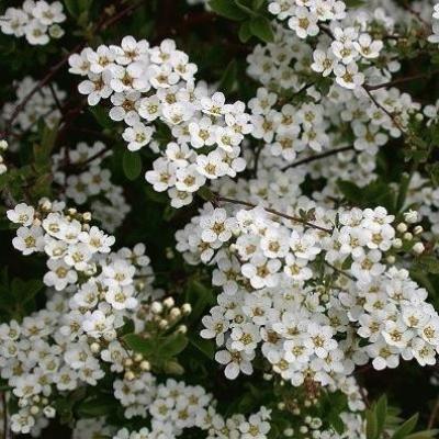 Spiraea arguta