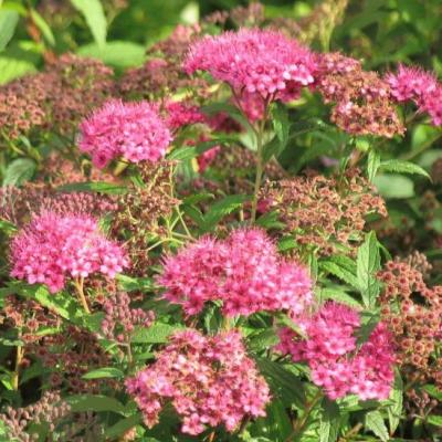 Spiraea bumalda 'Anthony Waterer'