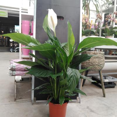 Spathiphyllum Bingo Cupido